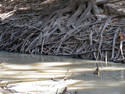 Water Edge Roots