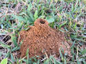 Anthill