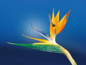 Bird of Paradise, 4 entries