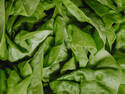 Green Lettuce