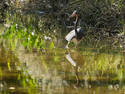 Dancing Heron