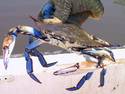 Blue Crab