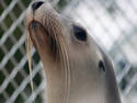 Soaked Seal