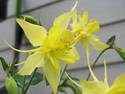 Golden Columbine