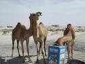 Camel Camel Camel