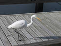 Dock Bird