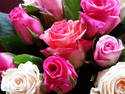 Pink Roses