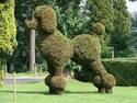 Poodle Bush