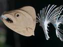 Wooden Fish Decor