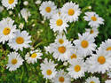 Daisy Blossoms