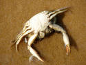 Dead Crab