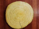 Tree Rings