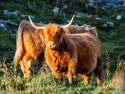 Highland Cattle