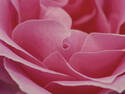 Pink Rose Macro