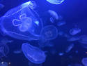 Moon Jellies