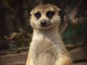 Happy Meerkat