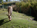 Zebra Grazing