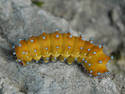 Orange Caterpillar