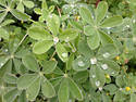 Dew Drops