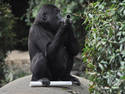 Gorilla Flute