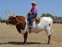 Longhorn Bull Rider, 4 entries