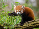 Red Panda