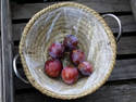 Basket Plums