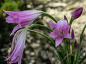 Graceful Blooms