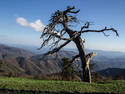 Gnarly Tree