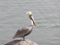 Wet Pelican