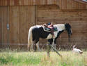 Horse And Dog