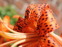 Tiger Lilly