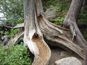 Drying Tree