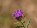 Purple Thistle