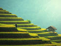 Rice Terraces