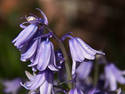 Purple Bells