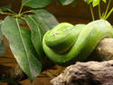 Green Snake