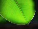 Green Leaf