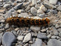 Caterpillar On The Rocks