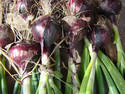 Red Onions