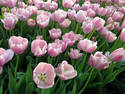 Tulip Garden