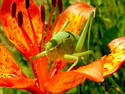 Bush Cricket