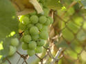 Grapes In Focus