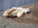 Polar Nap