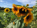 Sunflower Farm