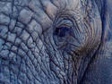 Elephant Closeup