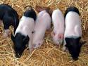 Piglets