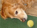 Retriever And Ball