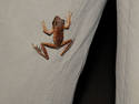 Climbing Frog