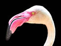 Pink Flamingo